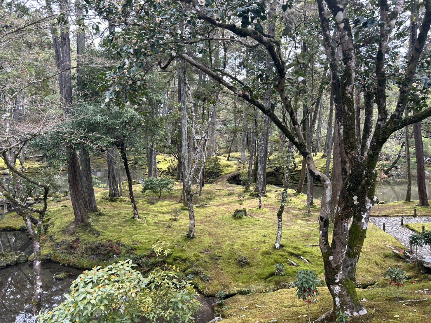 Layers of moss, trees, pond water, and paths in Saihoji’s moss garden