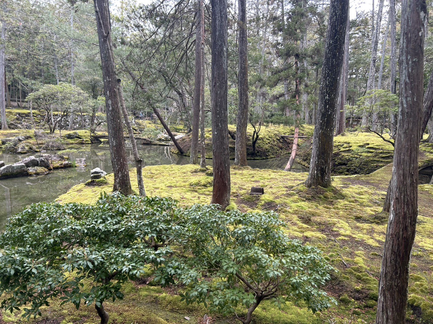 Tree trunks, moss, and water encountered while walking through Saihoji