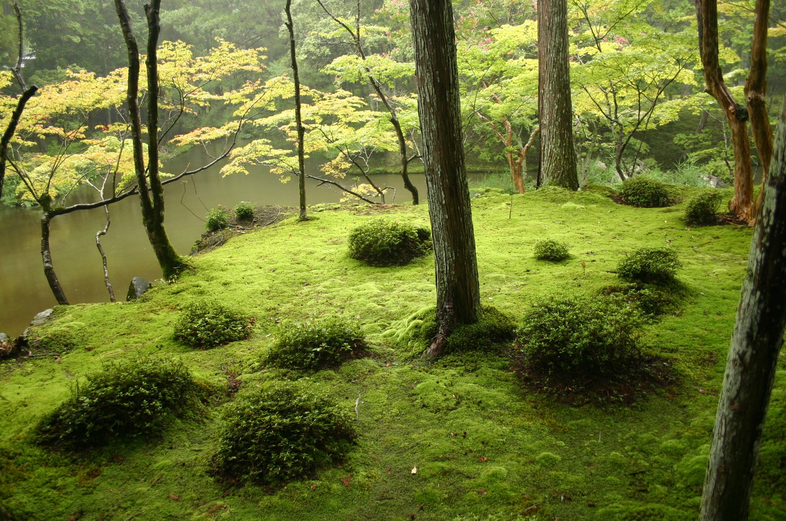 西芳寺池畔大面積苔地、樹木與水面